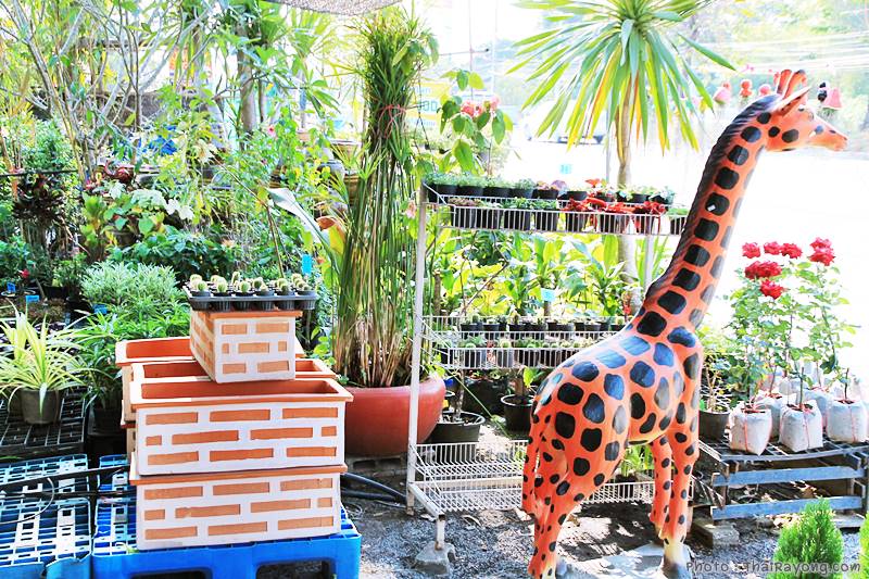  ร้านต้นไม้ระยอง จัดตกแต่งสวน  รับตัดหญ้าโทร 081-8632299 บ้านฉาง   