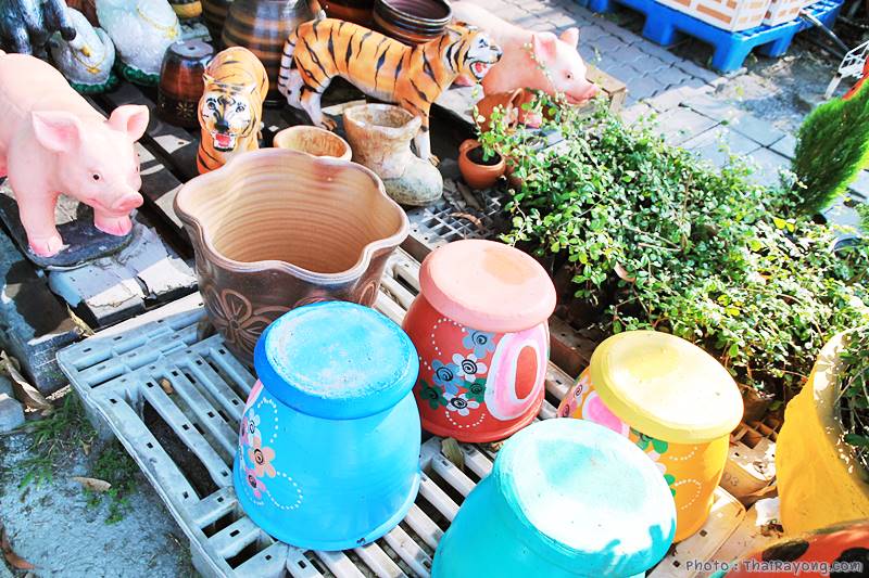  ร้านต้นไม้ระยอง จัดตกแต่งสวน  รับตัดหญ้าโทร 081-8632299 บ้านฉาง   