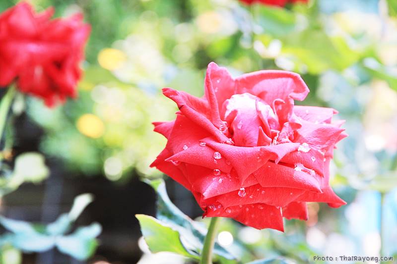  ร้านต้นไม้ระยอง จัดตกแต่งสวน  รับตัดหญ้าโทร 081-8632299 บ้านฉาง   