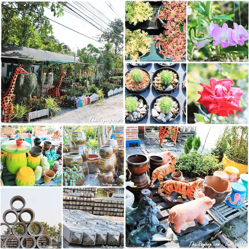 ทรี ทรี พันธุ์ไม้ โทร 081-8632299 แยกไปหาดน้ำริน   